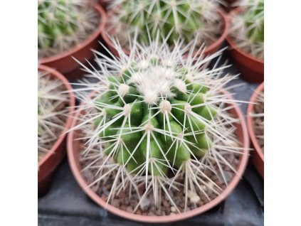 Echinocactus grusonii L