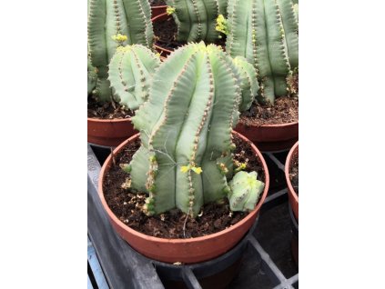 Euphorbia fruticosa inermis L