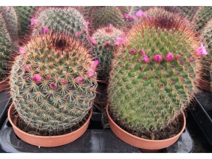 Mamillaria spinosissima RED