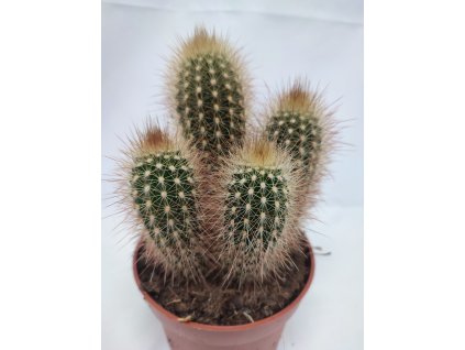 Pilosocereus chysostele XL