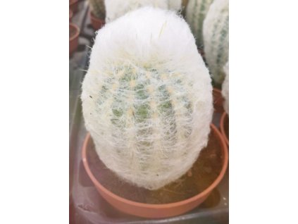 Pseudoespostoa melanostele XL
