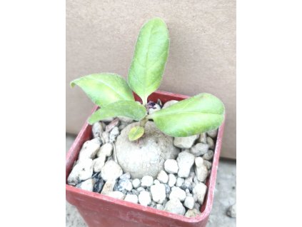 Brachystelma aff. lancasterii ES 22054