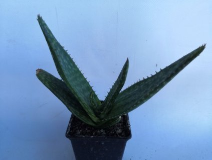 Aloe wickinsii