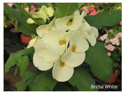 Euphorbia millii cv. Bridal White