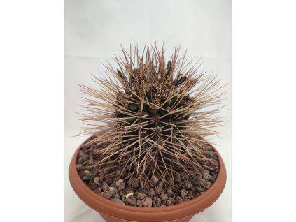 Gymnocalycium delaetii longispinum  XXL