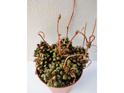 Anacampseros retusa XL