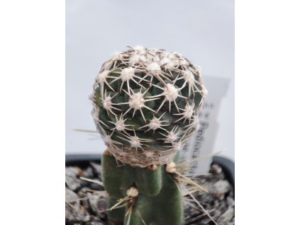 Pediocactus mesae-verdae FH 061.6