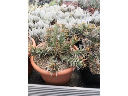 Euphorbia tortirama XXL