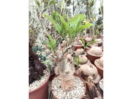 Adansonia digitata XXL