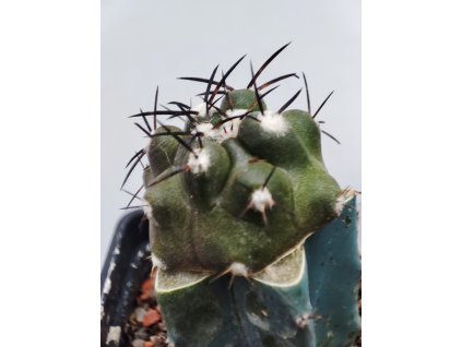 Copiapoa griseoviolacea PHA 2419