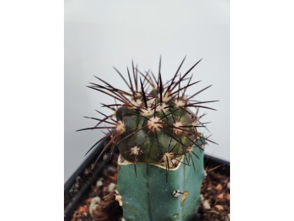 Copiapoa goldii PHA 2536