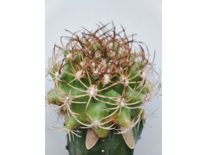 Matucana krahnii ASK 724.2