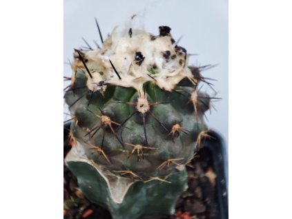 Copiapoa humilis GM 1156/2