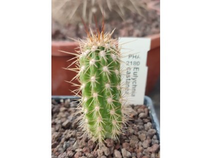Eulychnia castanea PHA 2180