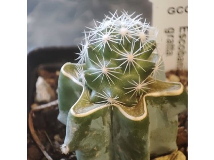 Escobaria gratta GCG