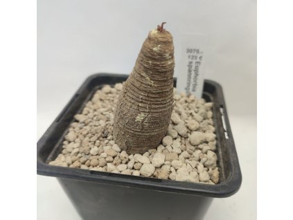 Euphorbia spannringii Fish bone