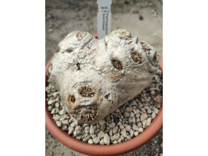 Pachypodium brevicaule XL