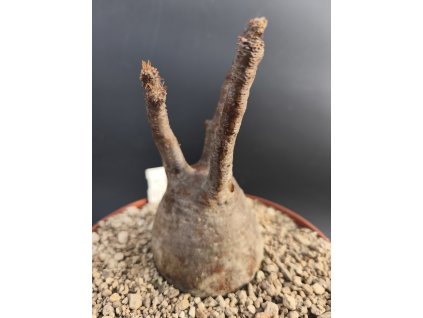 Pachypodium rosulatum ssp. gracilius L