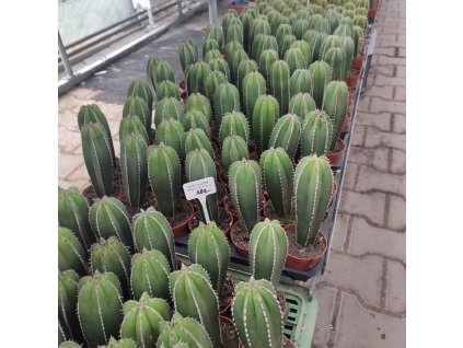 Marginatocereus marginatus L