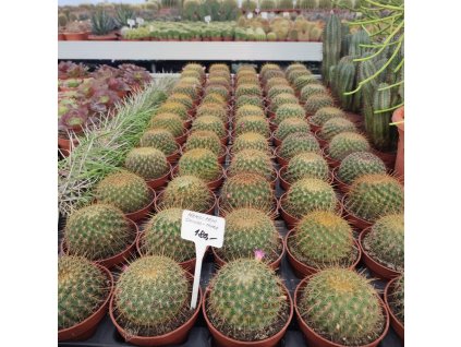 Mamillaria 'GINSA MARU'