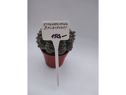 Gymnocalycium baldianum XL