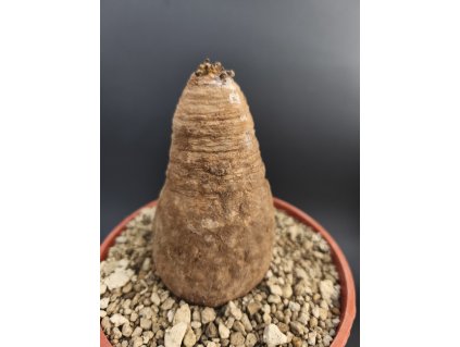 Euphorbia decidua ES 10264 XL