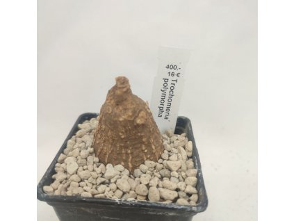 Trochomeria polymorpha  XL