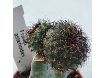 Frailea asterioides