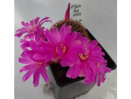 Sulcorebutia mentosa x albissima PHA 1477