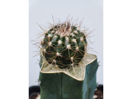 Uebelmania pseudopectinifera RNK 39