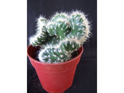 Opuntia vestita f. cristata