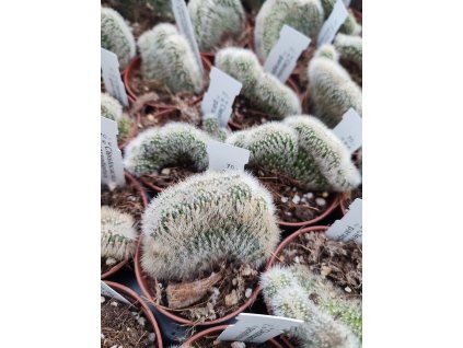 Cleistocactus parapetiensis f. cristata