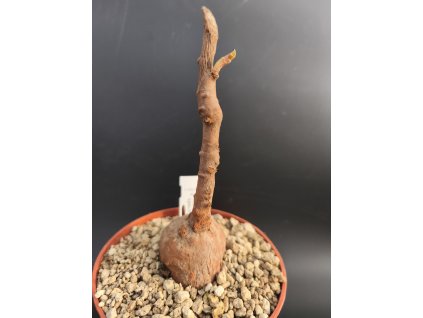 Euphorbia specksii