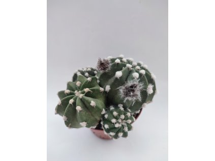 Echinopsis subdenudata skupiny