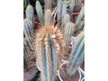 Pilosocereus minensis XL