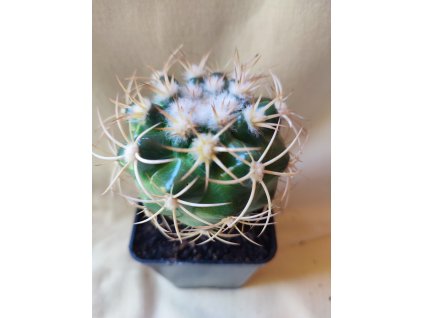 Discocactus zehntnerii ssp. mirohalfarii MH 912