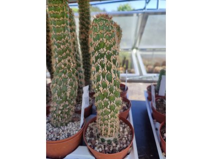 Trichocereus spachianus  f, monstrosa