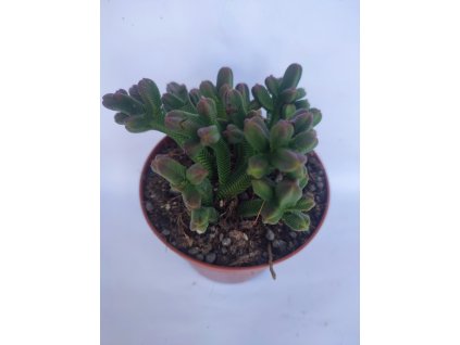 Crassula pyramidalis XXL