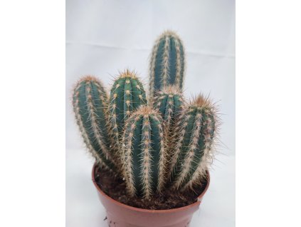 Pilosocereus pachycladus