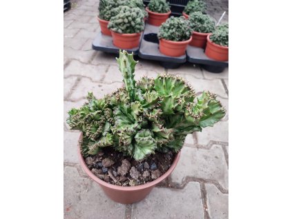Euphorbia lactea f. cristata