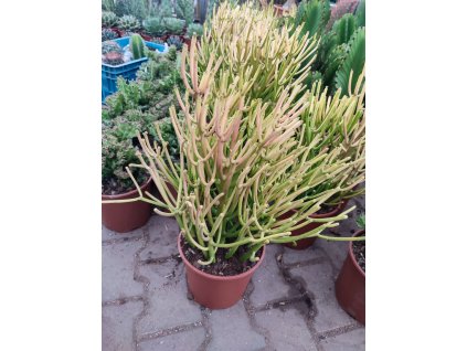 Euphorbia tirucalli "Fire sticks"