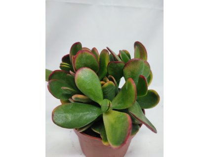 Crassula ovata "Sunset"