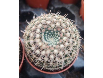 Notocactus elegans