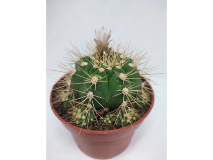 Gymnocalycium chacoense L
