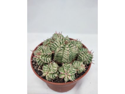 Euphorbia meloformis "Variegata" XL