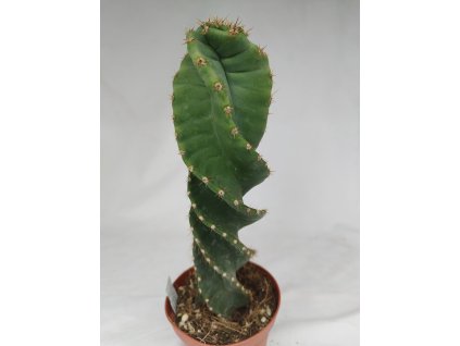Cereus forbesii f. spiralis XL