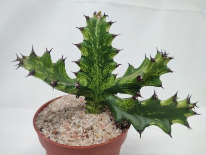 Euphorbia lactea  "Asia hybrid"