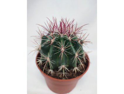 Ferocactus steinesii L