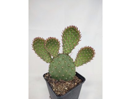 Opuntia basilaris "Berlin" XL