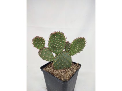 Opuntia basilaris aurea hybr. Blanding, Utah XL